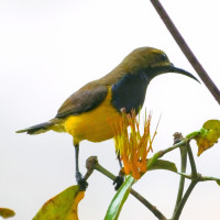 Sahul Sunbird